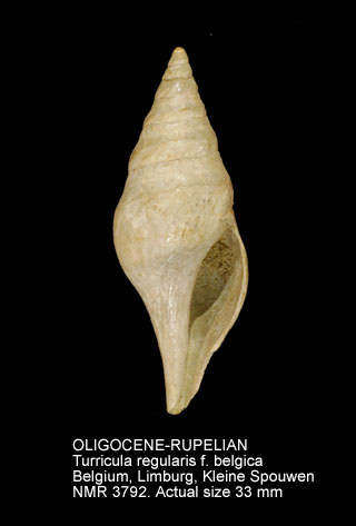 OLIGOCENE-RUPELIAN Turricula regularis f.jpg - OLIGOCENE-RUPELIAN Turricula regularis f. belgica (Goldfuss,1844)